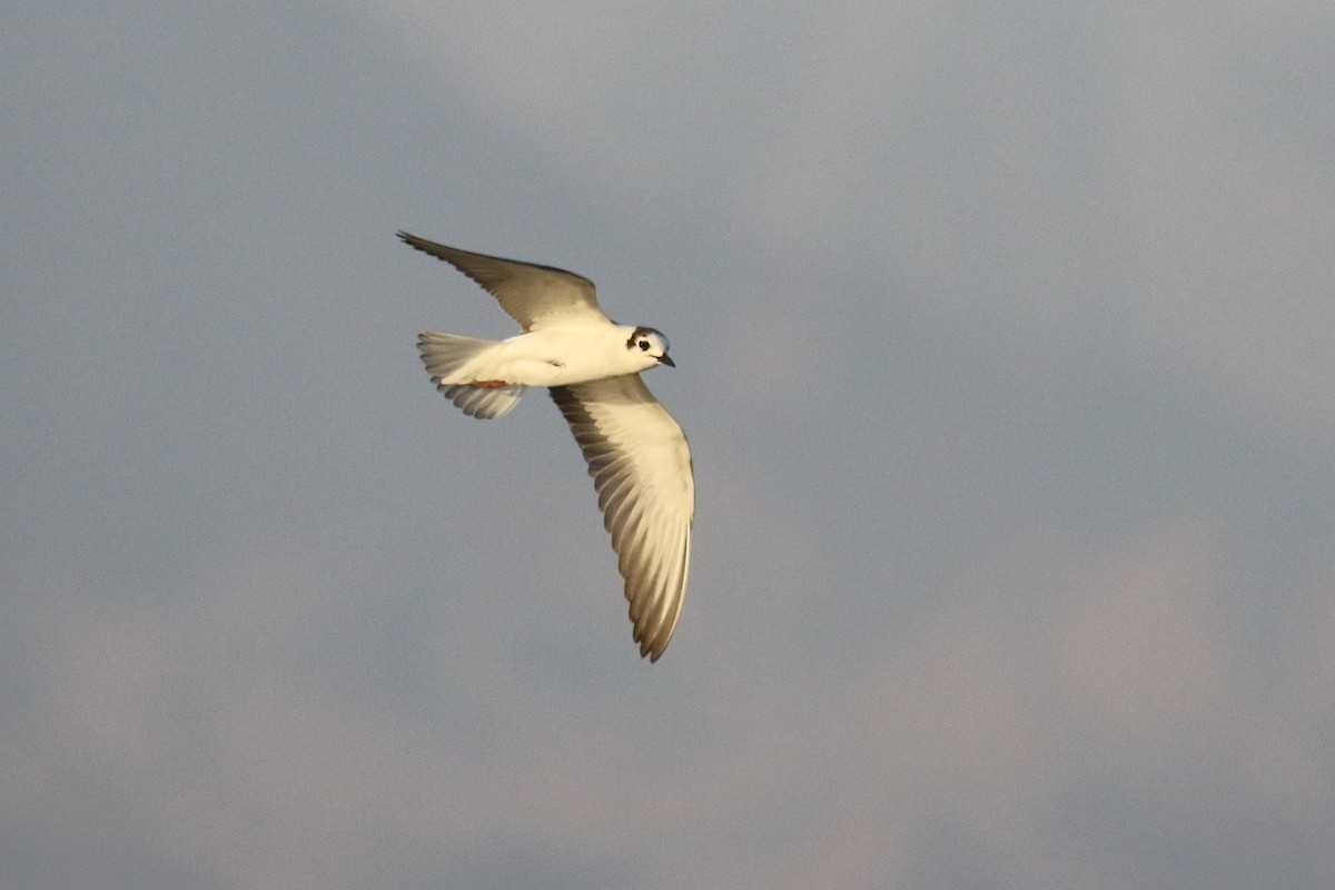 White-winged Tern - ML610292851