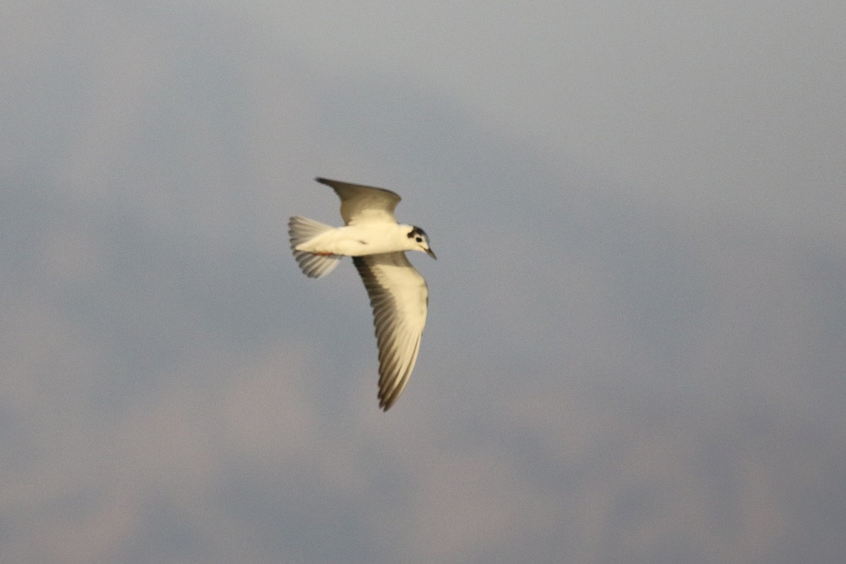 White-winged Tern - ML610292852