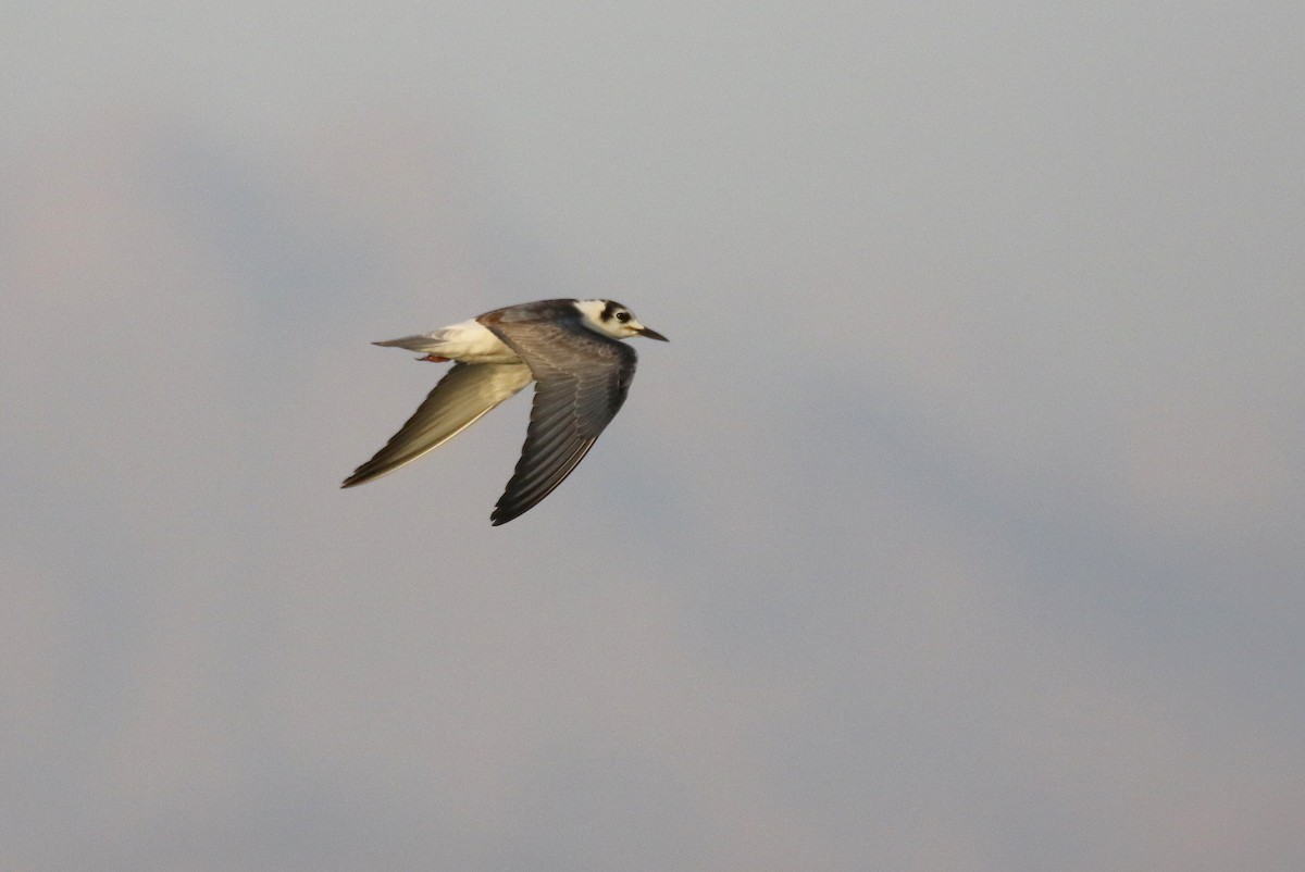 White-winged Tern - ML610292853