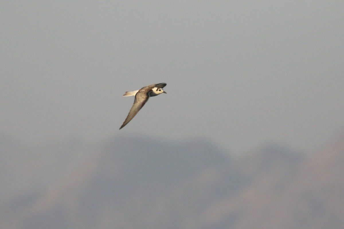 White-winged Tern - ML610292854