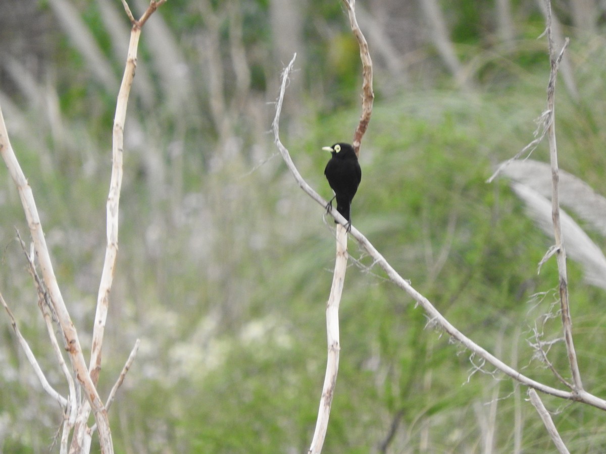 Spectacled Tyrant - ML610293085