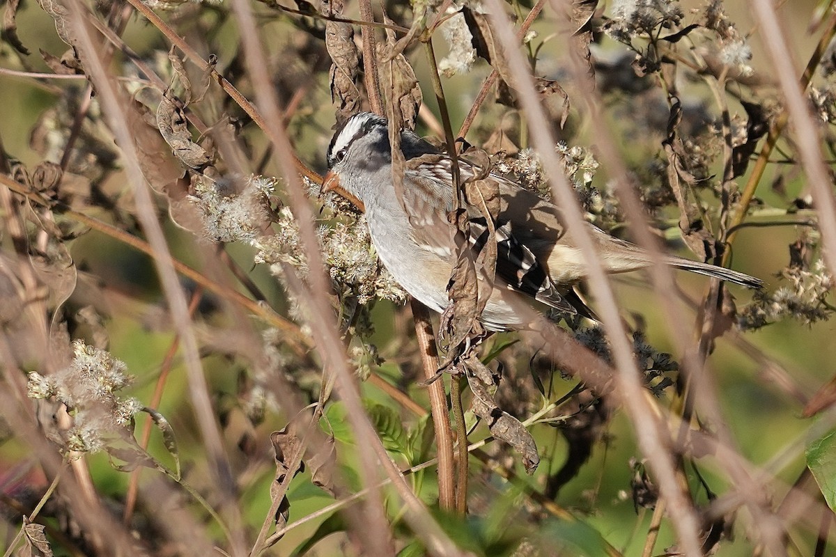 White-crowned Sparrow - ML610293287