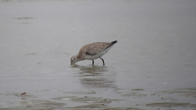 Red Knot - ML610293513