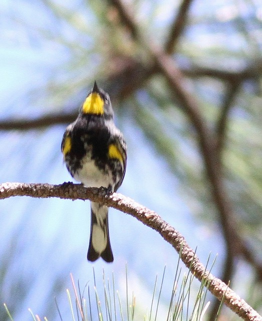 Yellow-rumped Warbler (Audubon's) - ML61029371