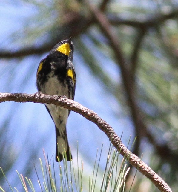 Yellow-rumped Warbler (Audubon's) - ML61029381