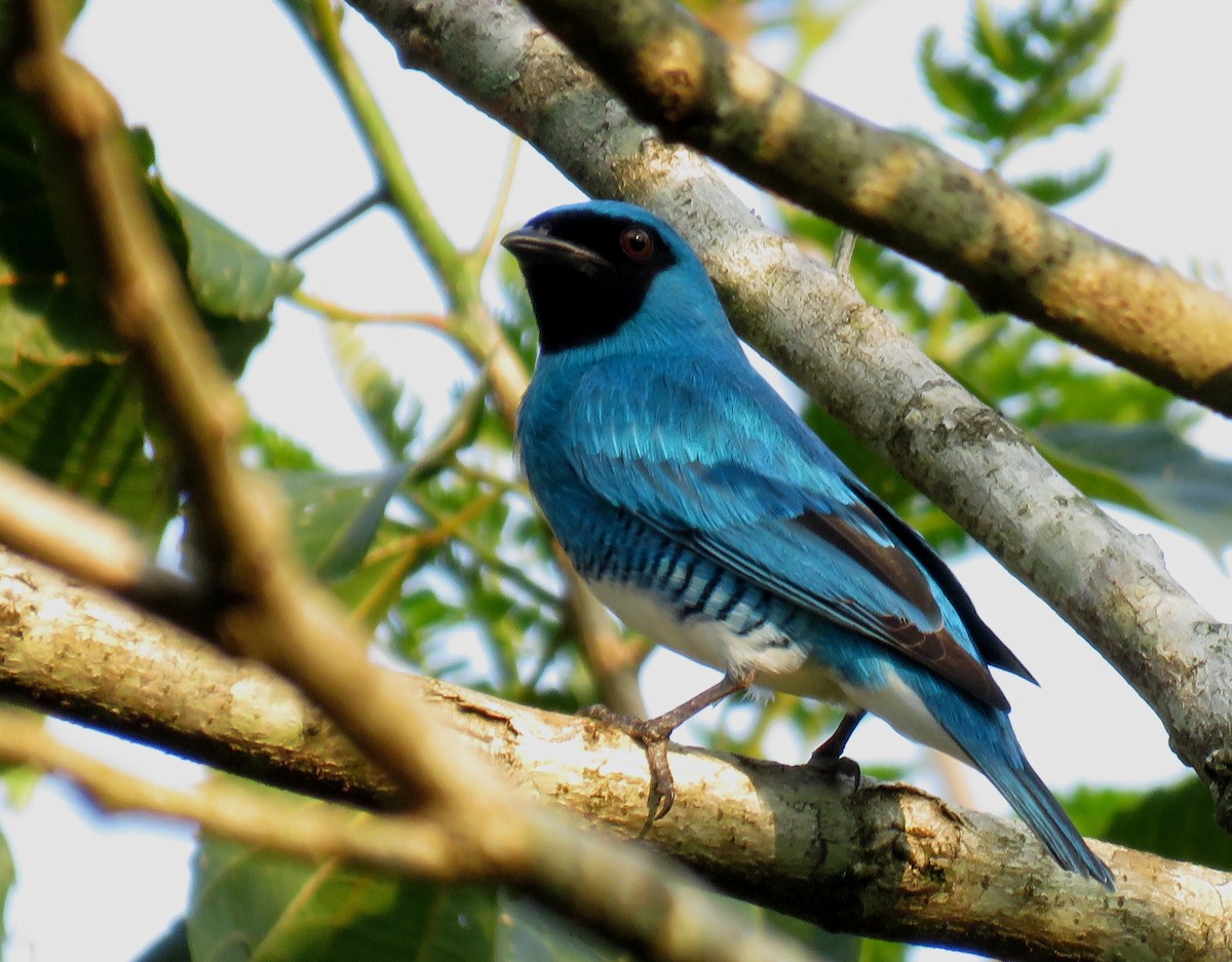 Swallow Tanager - ML610294169