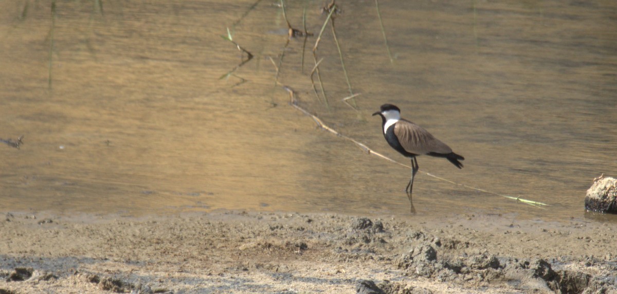 Spur-winged Lapwing - ML610294248