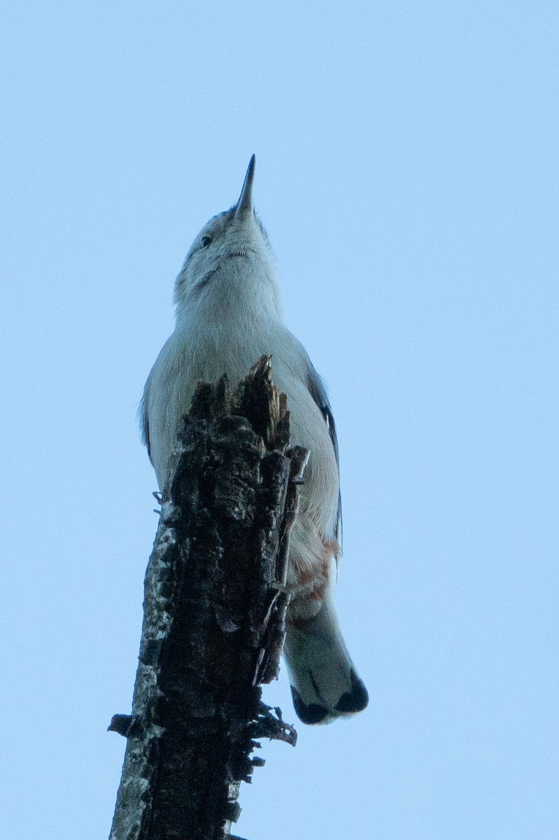 White-breasted Nuthatch - ML610294249