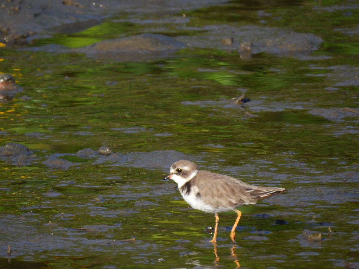 Semipalmated Plover - ML610294339
