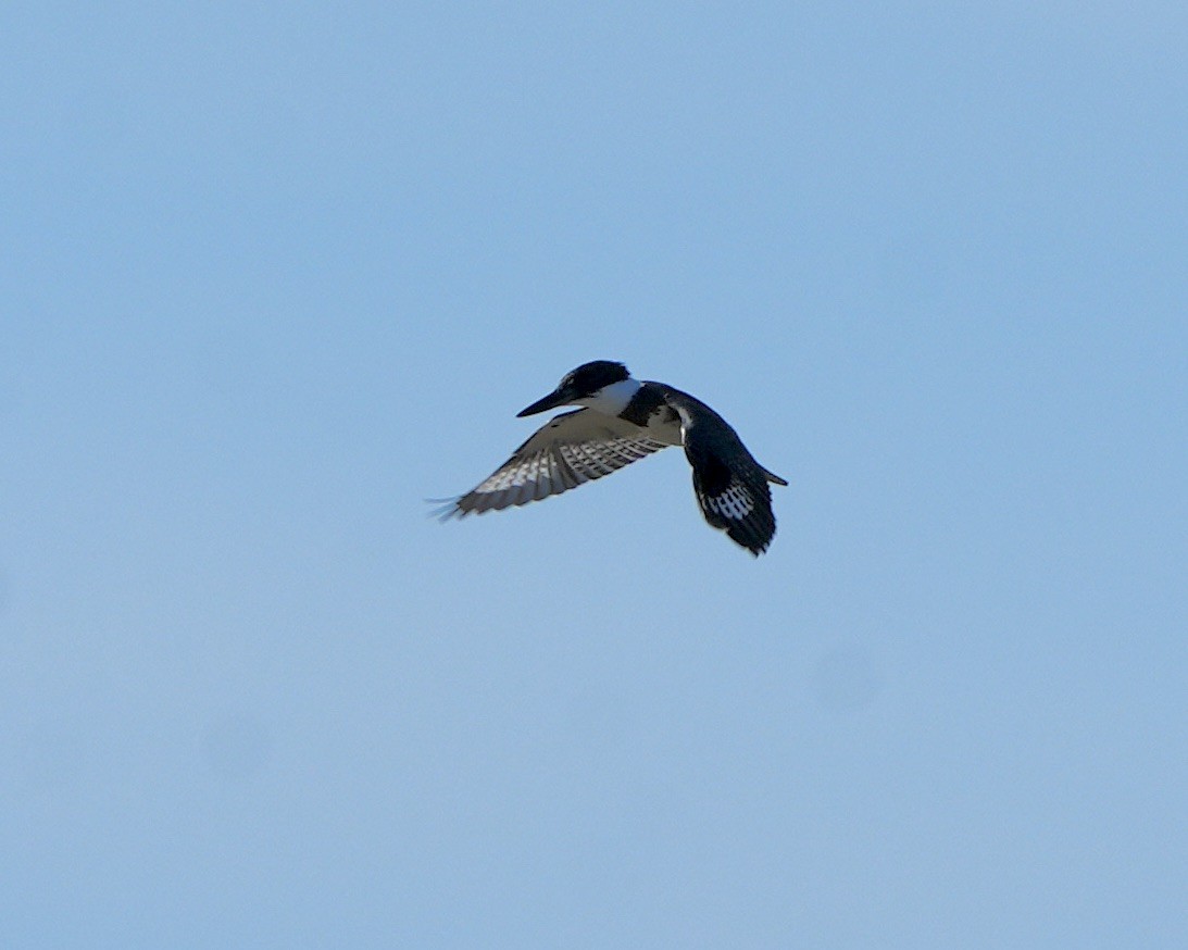 Belted Kingfisher - ML610294361
