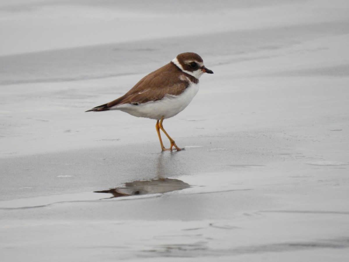 Semipalmated Plover - ML610294395