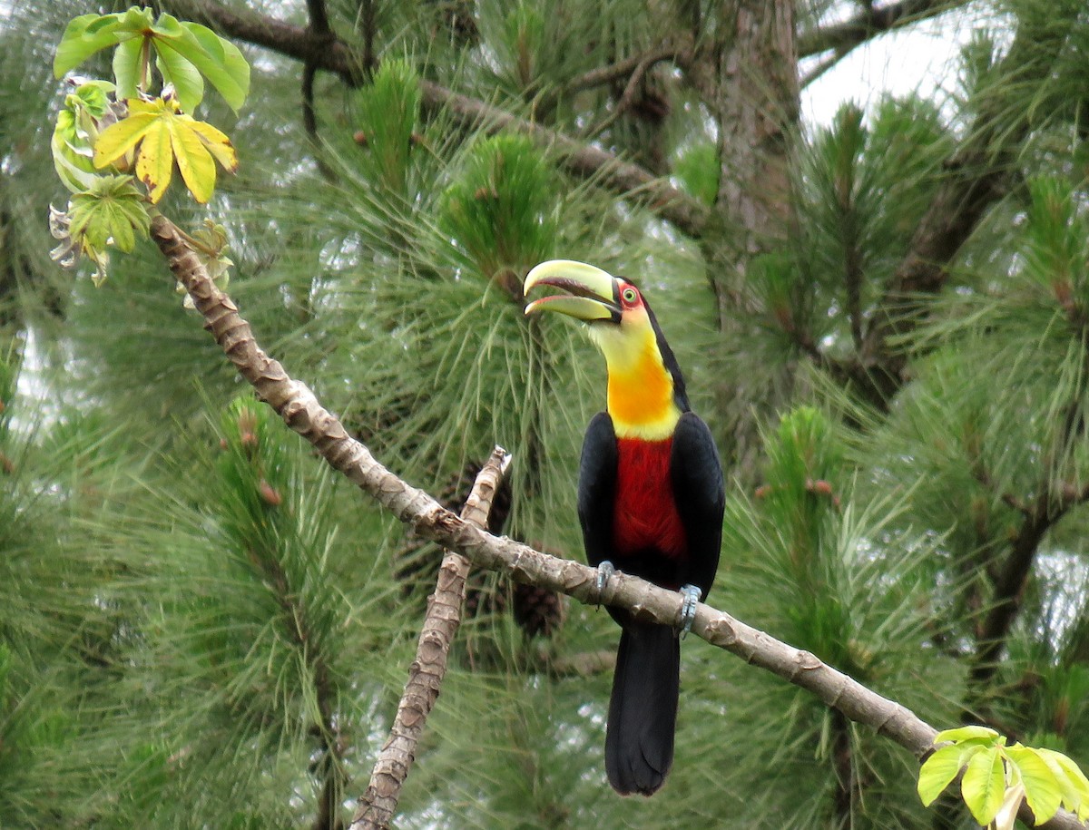 Red-breasted Toucan - ML610294400