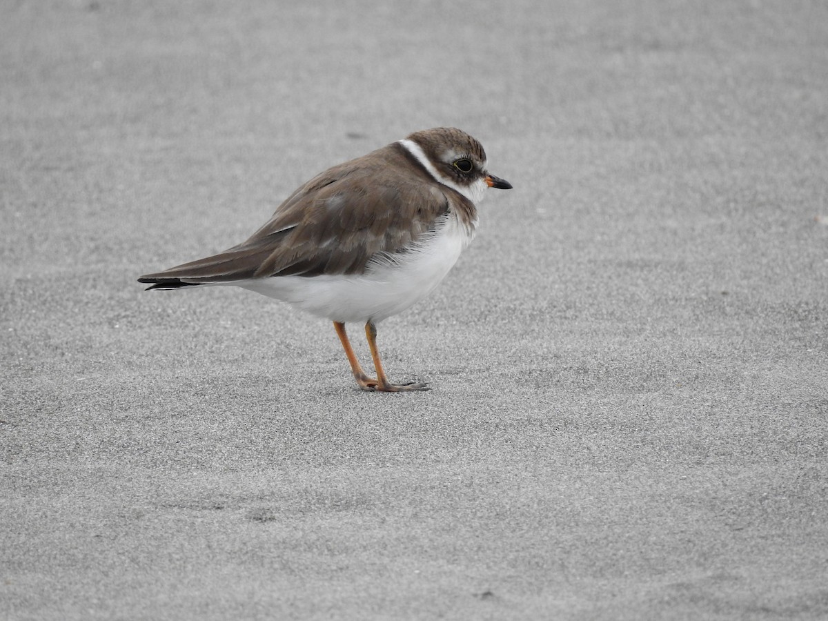 Semipalmated Plover - ML610294421
