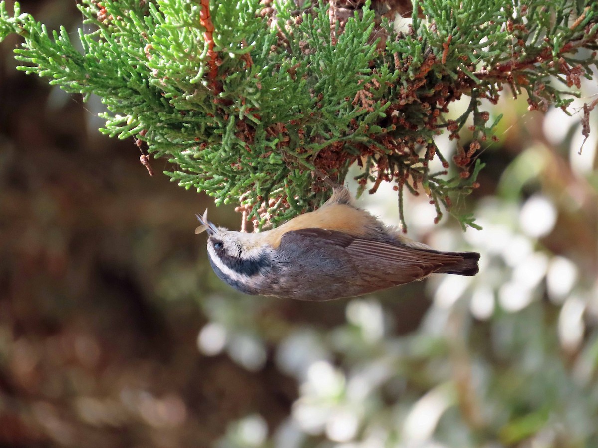 Red-breasted Nuthatch - ML610294720