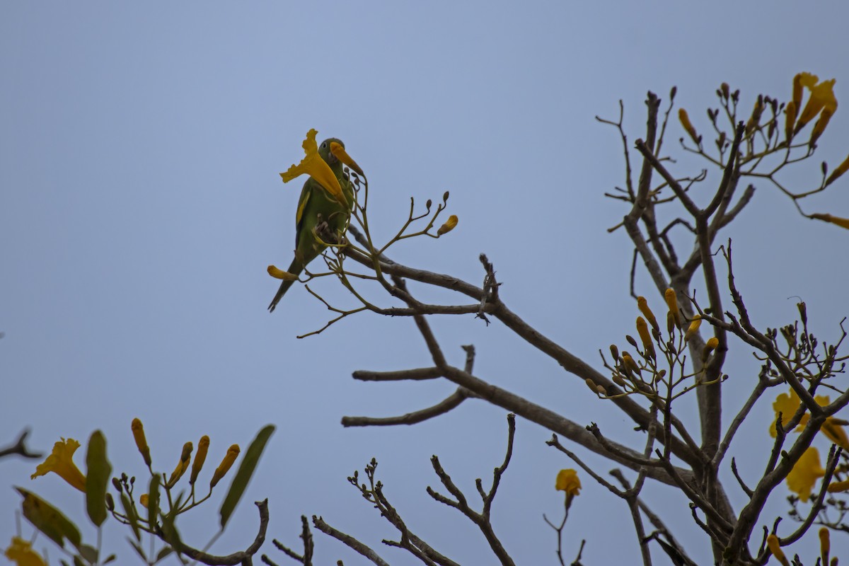 Yellow-chevroned Parakeet - Antonio Rodriguez-Sinovas
