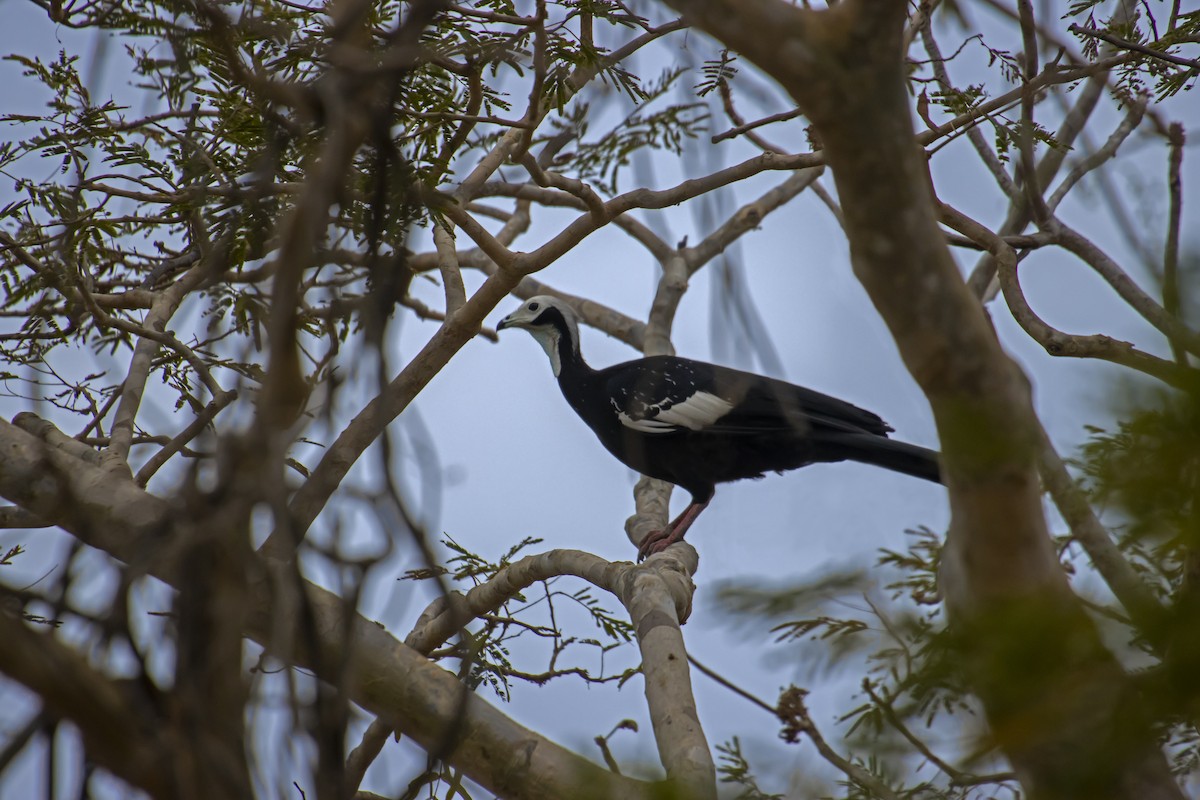 White-throated Piping-Guan - ML610294751