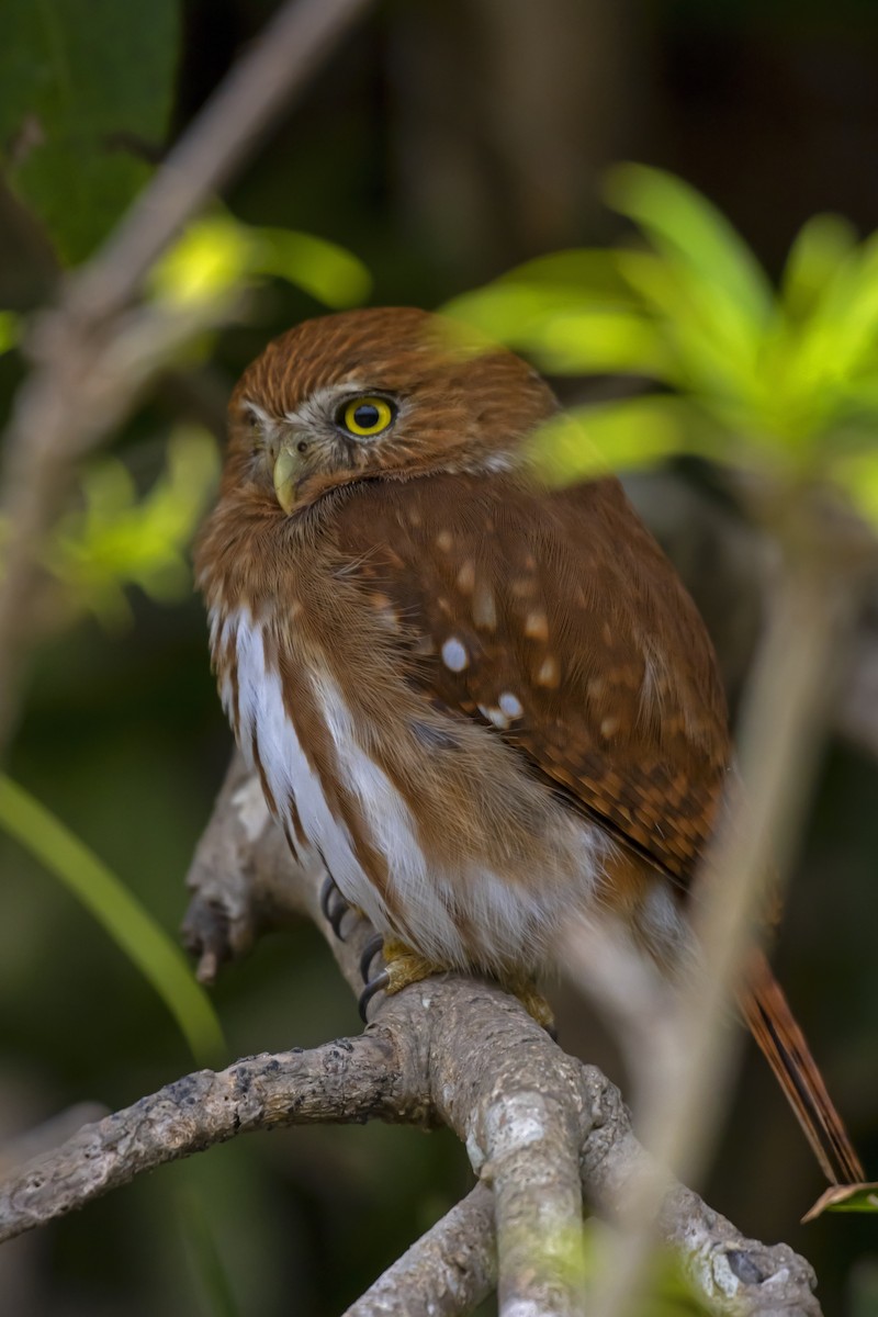 Ferruginous Pygmy-Owl - ML610294764