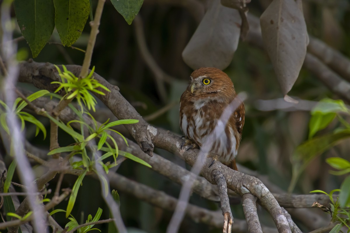 Ferruginous Pygmy-Owl - Antonio Rodriguez-Sinovas