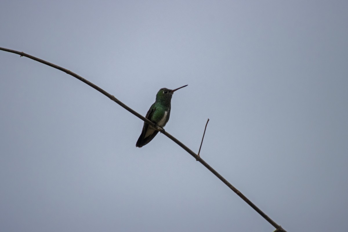 kolibřík zrcadlový - ML610294808