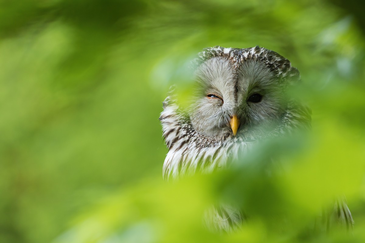 Ural Owl - Piotr Pogoda