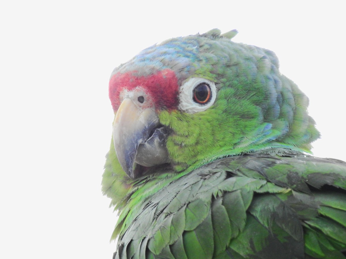 Red-lored Parrot - ML610294922