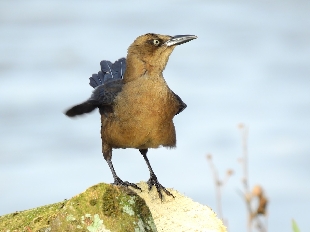 Great-tailed Grackle - ML610294991
