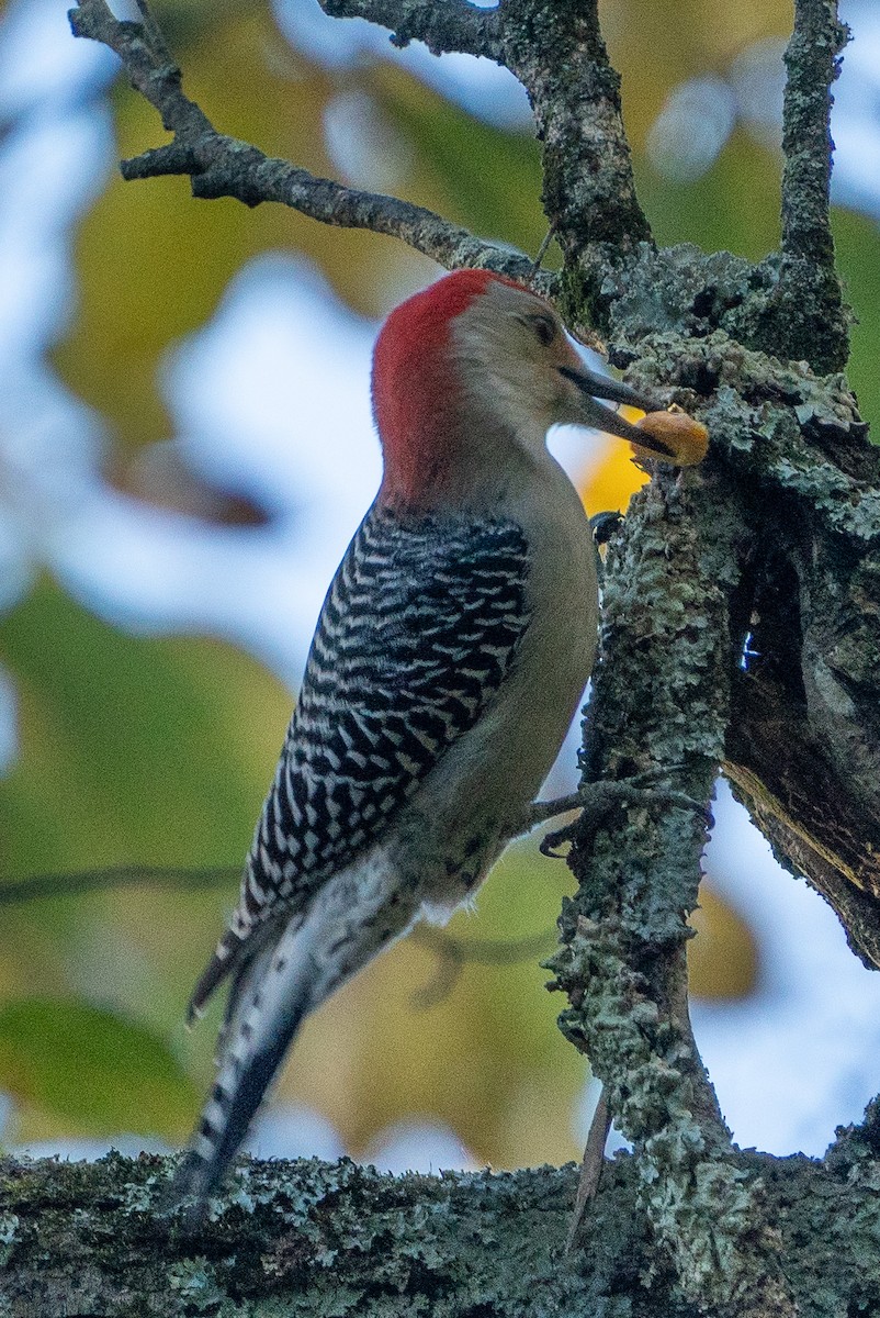 Red-bellied Woodpecker - ML610295101