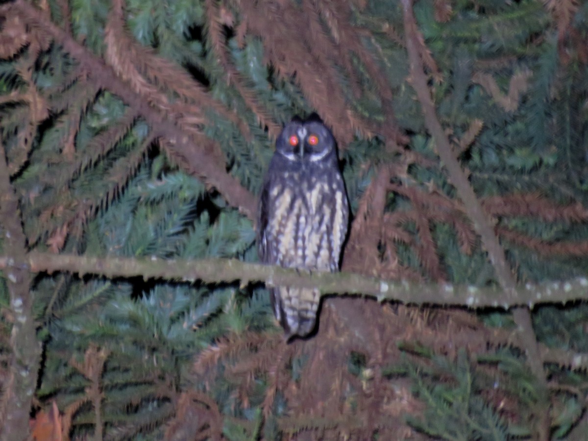 Stygian Owl - samuel olivieri bornand