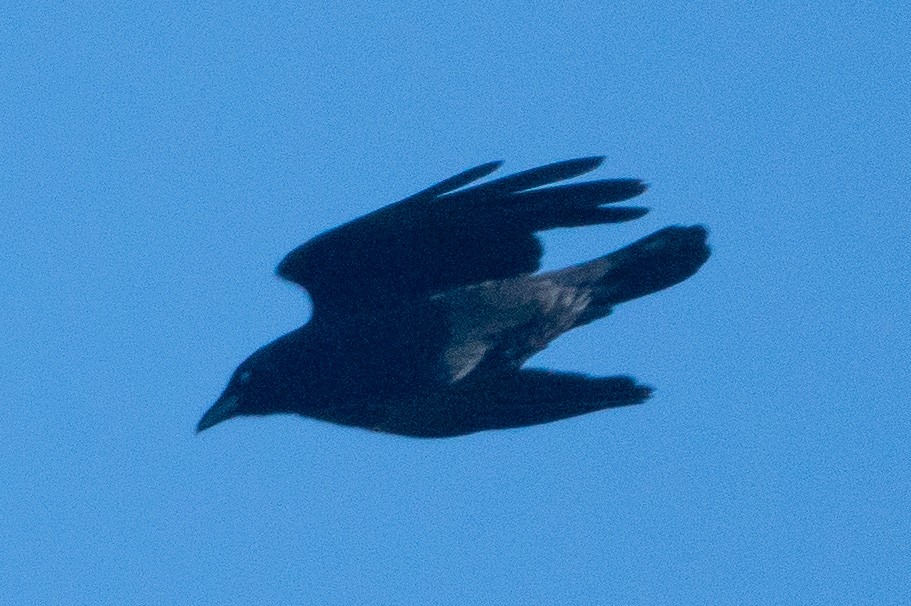 Common Raven - ML610295259