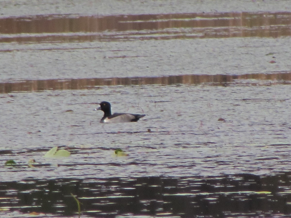 Vermont eBird Checklist - 23 Oct 2023 - Danby Pond - Danby (56 acres ...