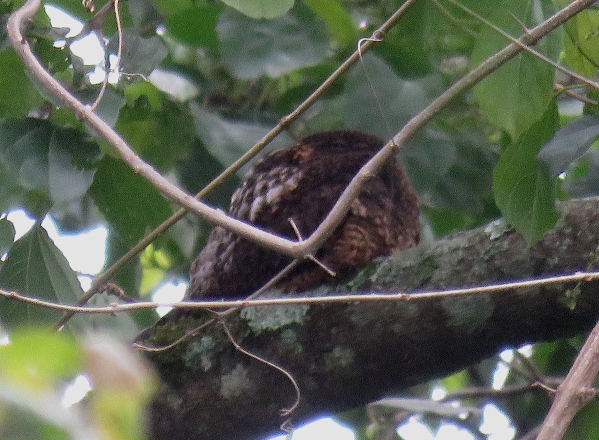 Short-tailed Nighthawk - samuel olivieri bornand