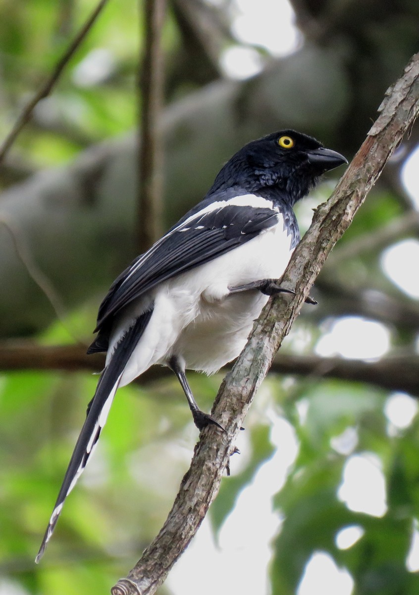 Magpie Tanager - ML610295665