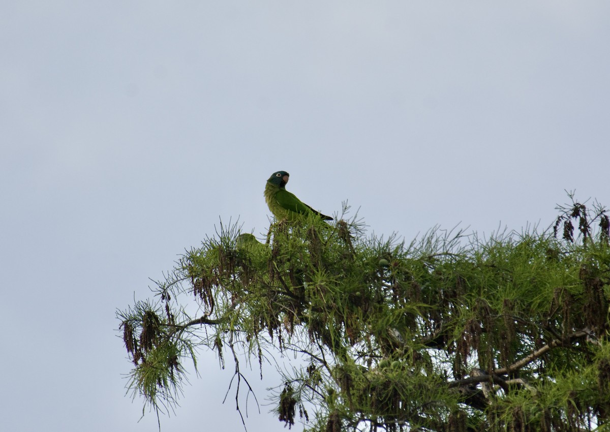 Blue-crowned Parakeet - ML610296445