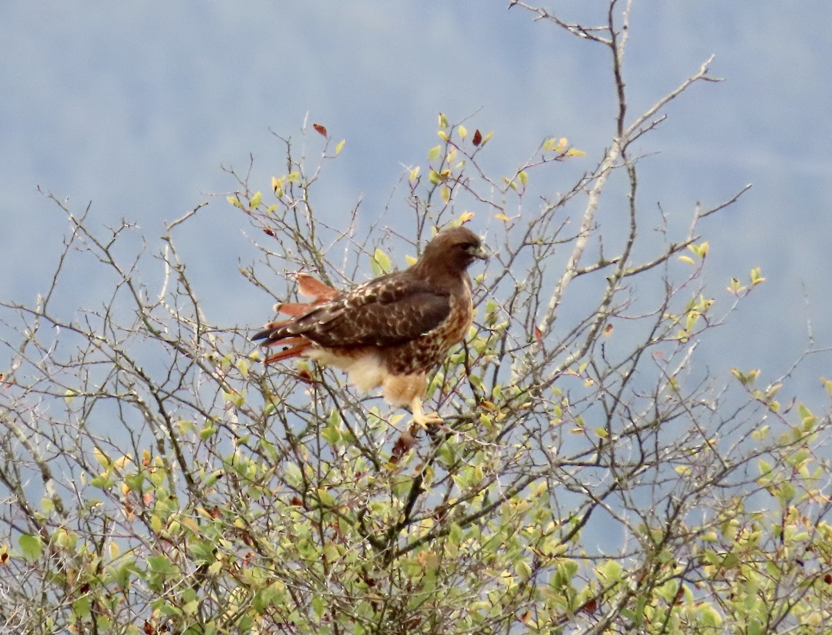 Red-tailed Hawk - ML610296477
