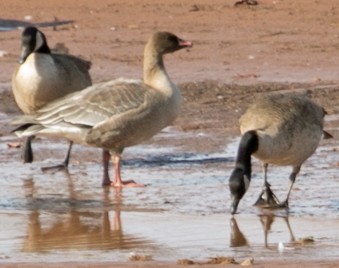 Pink-footed Goose - ML610296694