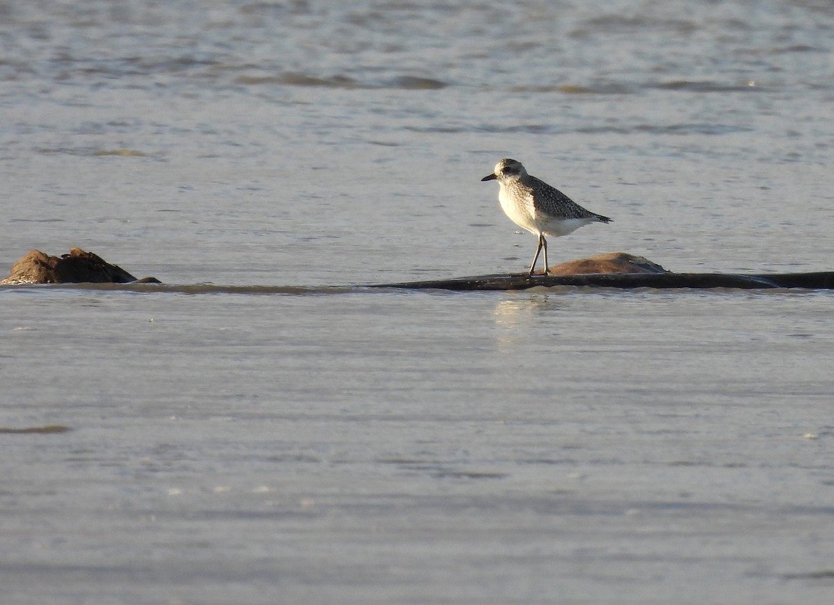 eBird Checklist 23 Oct 2023 RN de PointeYamachiche 36 species