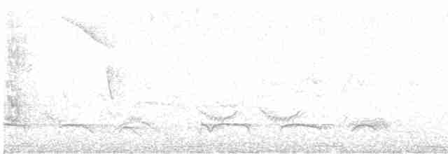 Лінивка-смугохвіст плямистобока - ML610296798