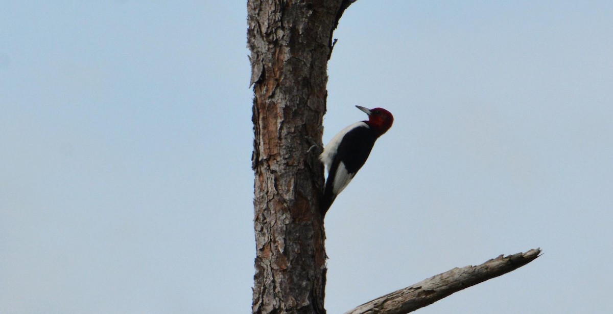 Red-headed Woodpecker - ML610297026