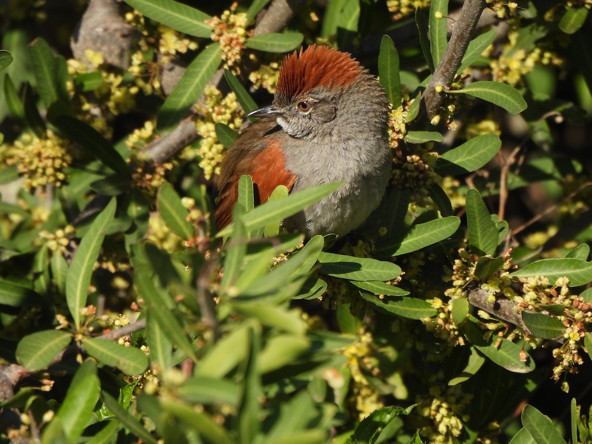 Sooty-fronted Spinetail - Liliana Perera