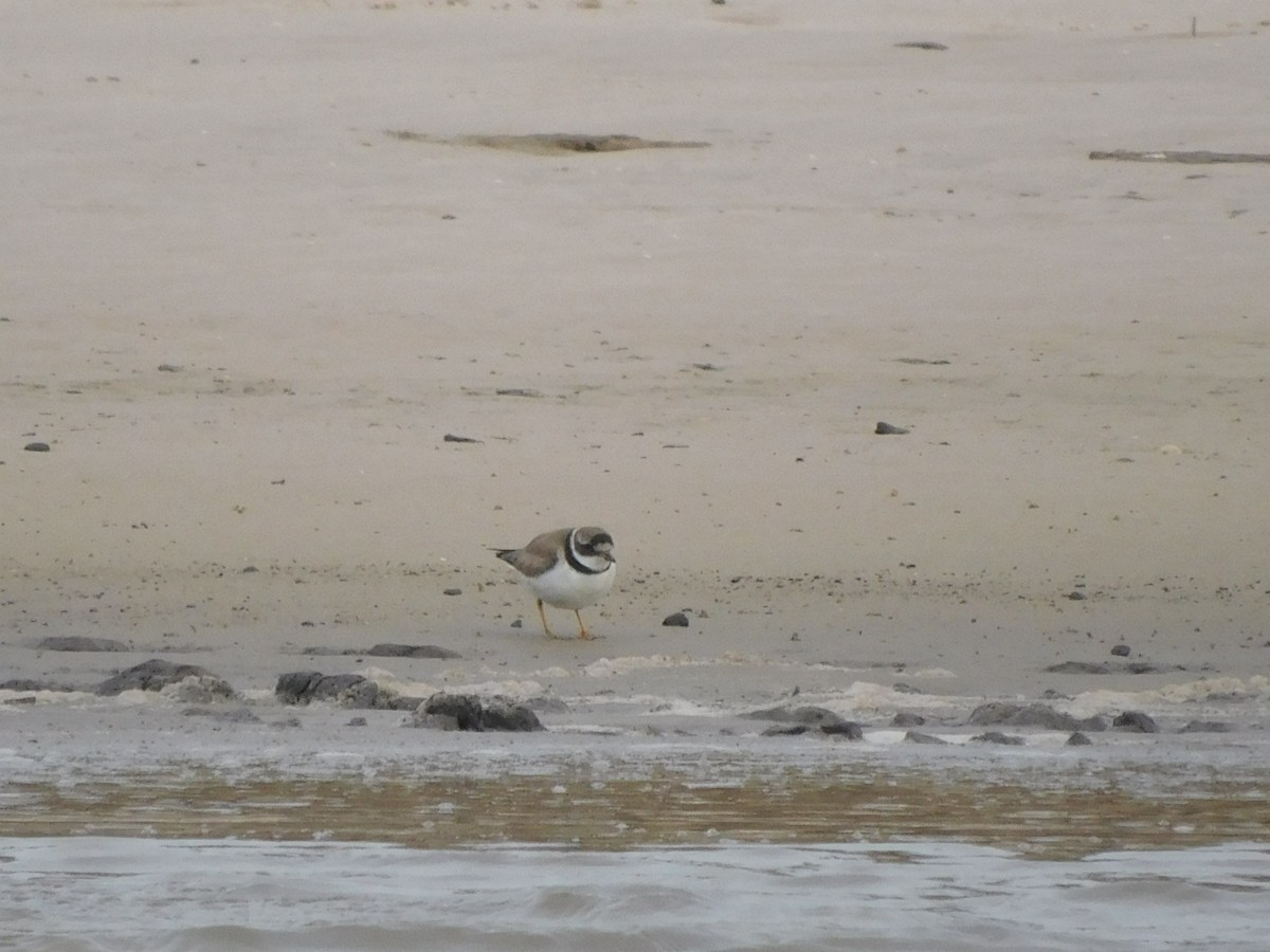 Semipalmated Plover - ML610297507