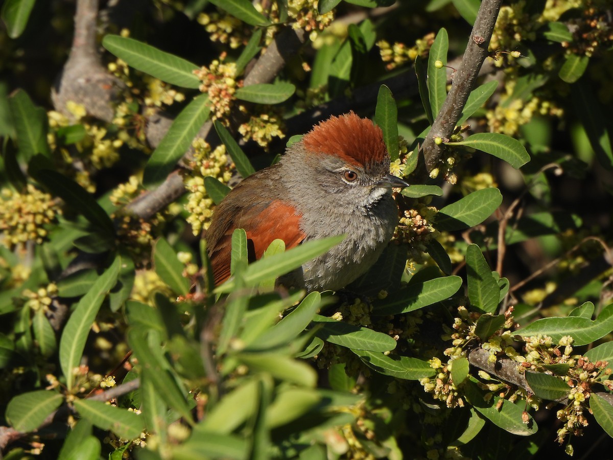 Sooty-fronted Spinetail - Liliana Perera