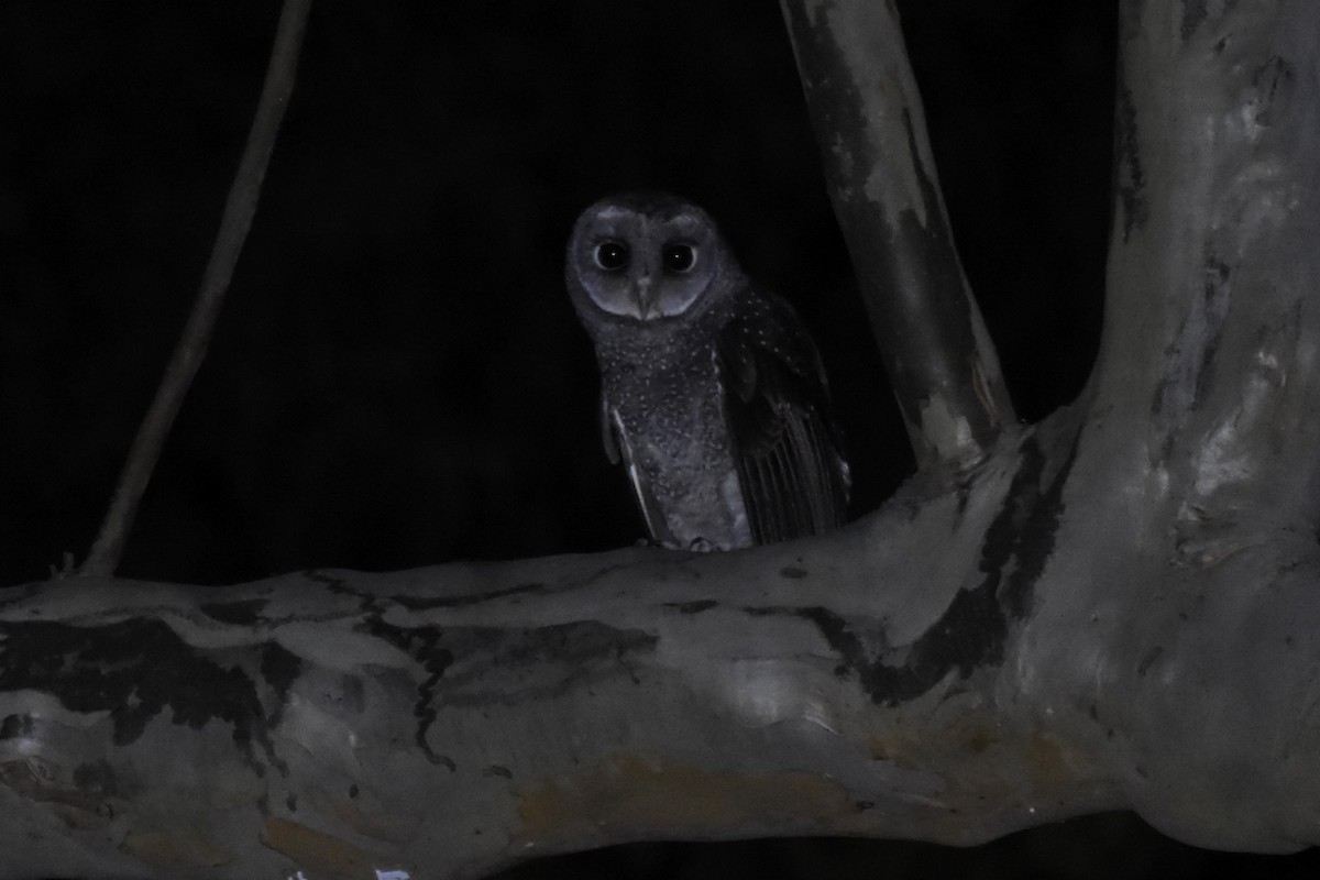 Sooty Owl (Greater) - ML610297915