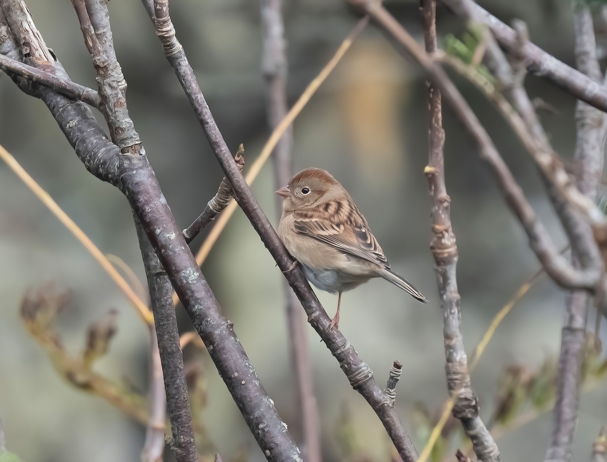 Field Sparrow - Ronnie d'Entremont