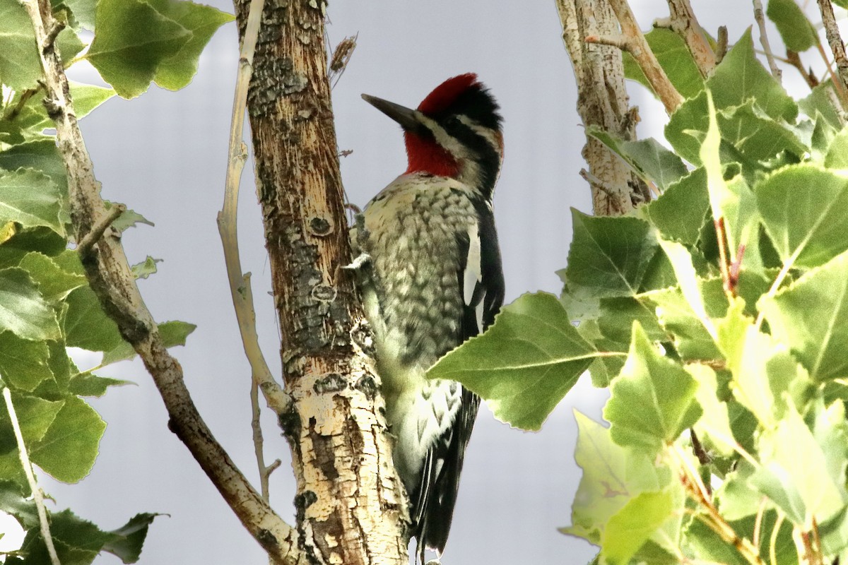 Red-naped Sapsucker - Ronald Newhouse