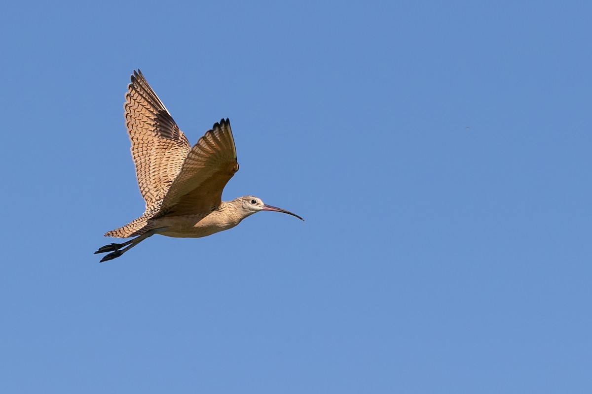 Long-billed Curlew - ML610298489