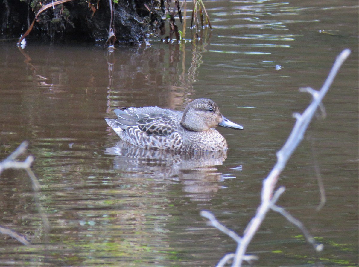 Green-winged Teal - ML610298589