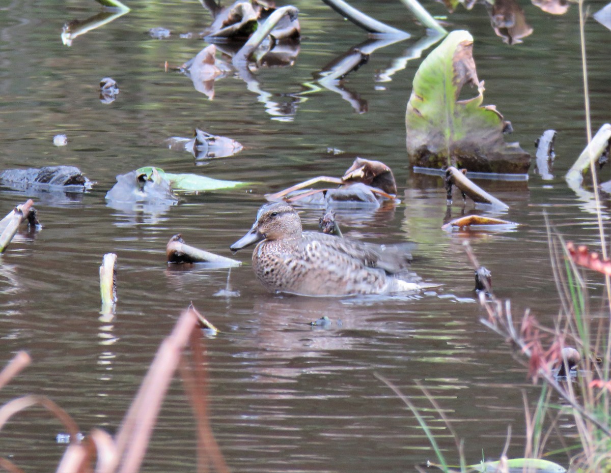 Green-winged Teal - ML610298590