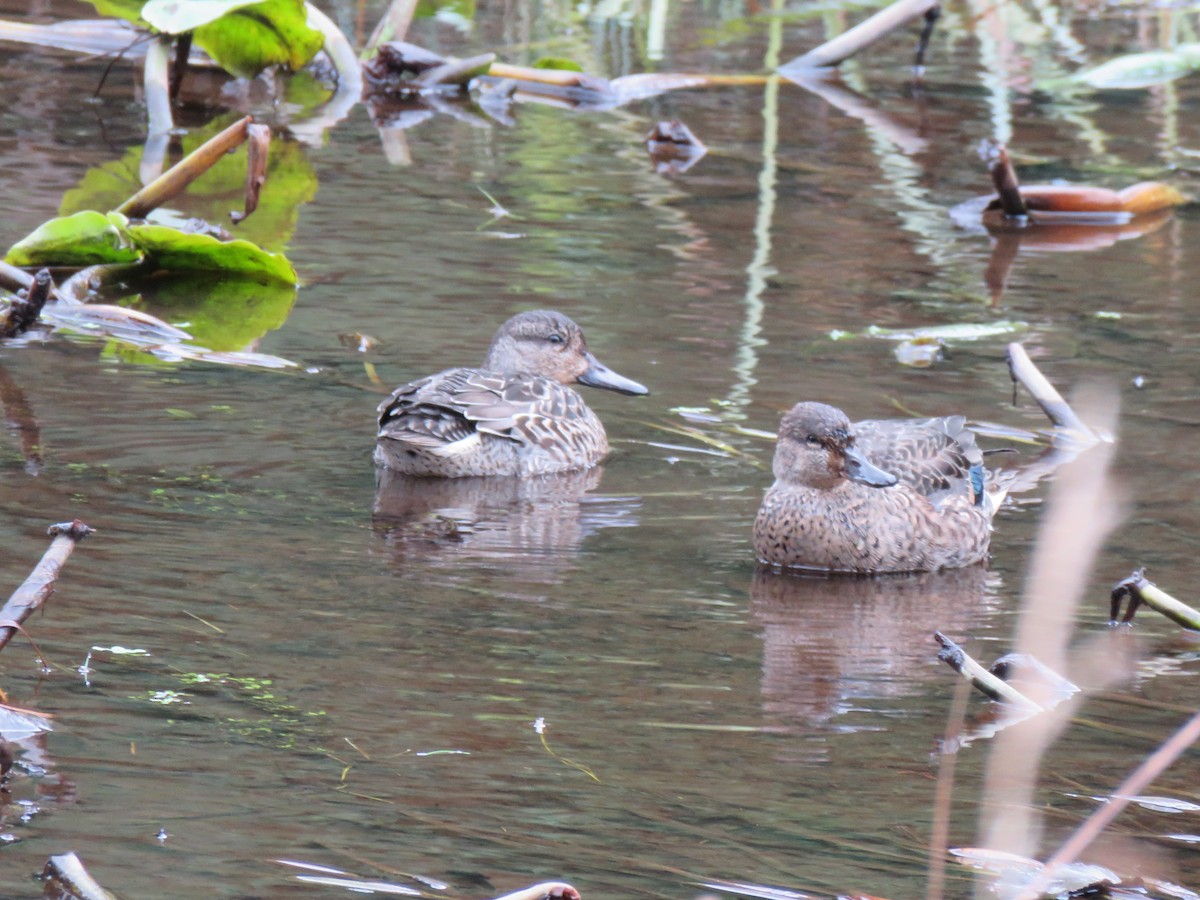 Green-winged Teal - ML610298591