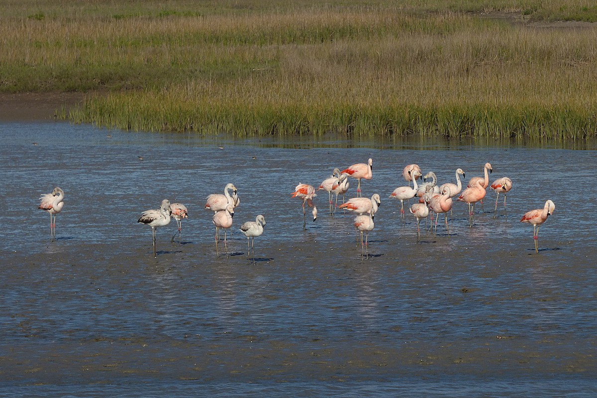 Chilean Flamingo - ML610298914
