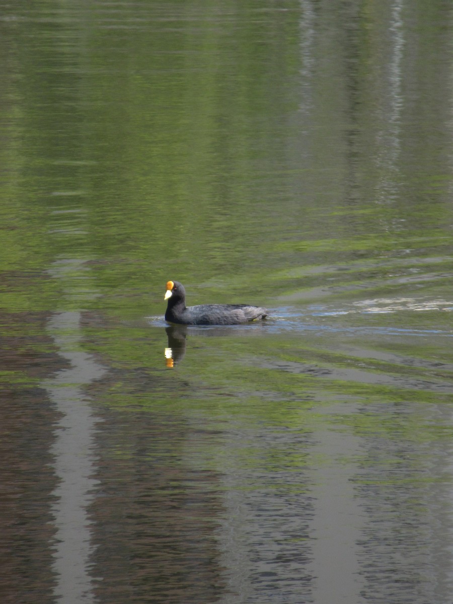 White-winged Coot - ML610299154